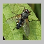 Thelaira nigrina - Raupenfliege 03.jpg